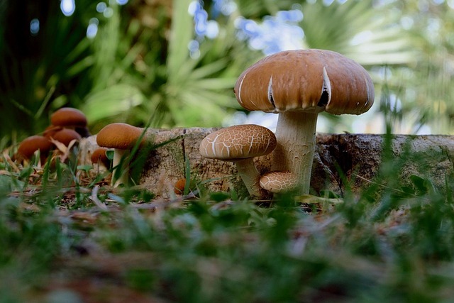 tree stump