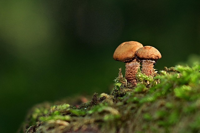 tree-stump-640x480-97238651.jpeg