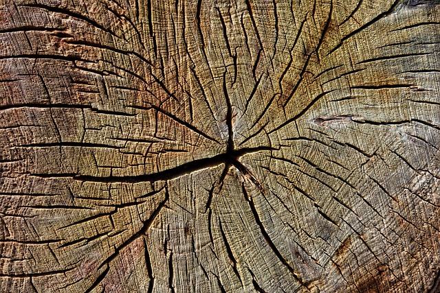 tree stump