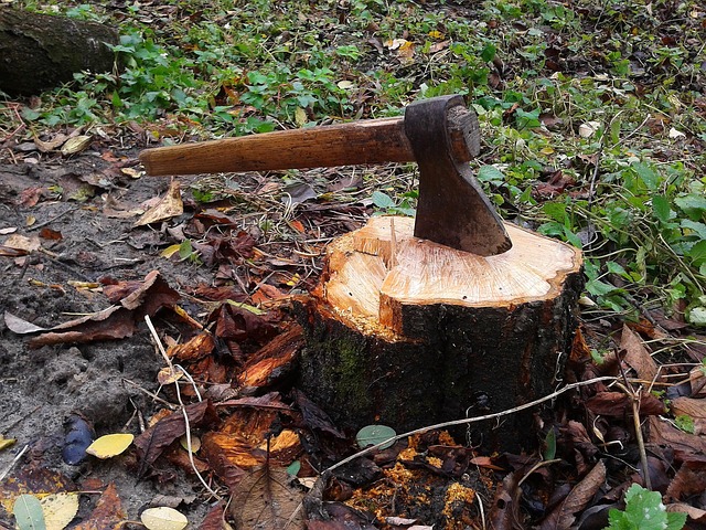 tree stump