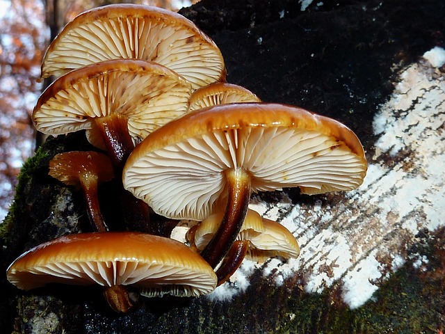 tree stump
