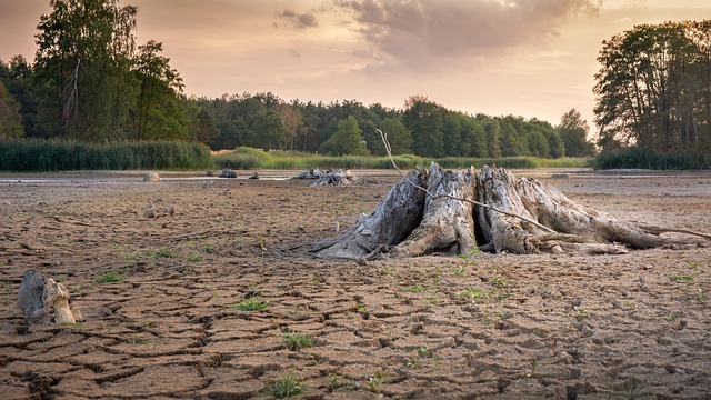 tree stump