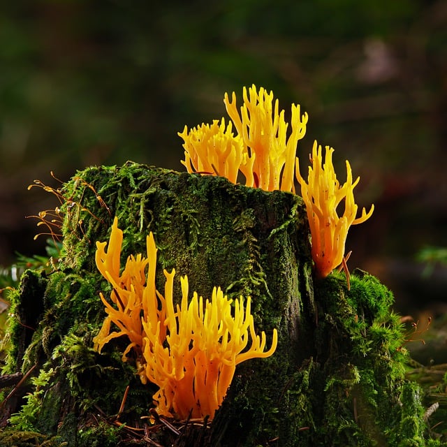 tree-stump-640x480-99287113.jpeg