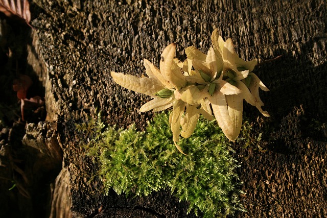 tree-stump-640x480-99493302.jpeg