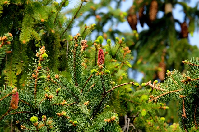 trees