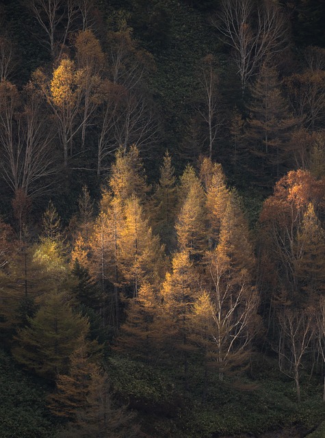trees