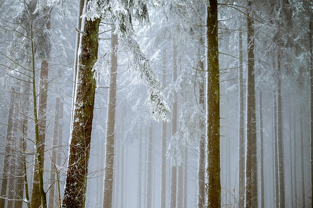 trees