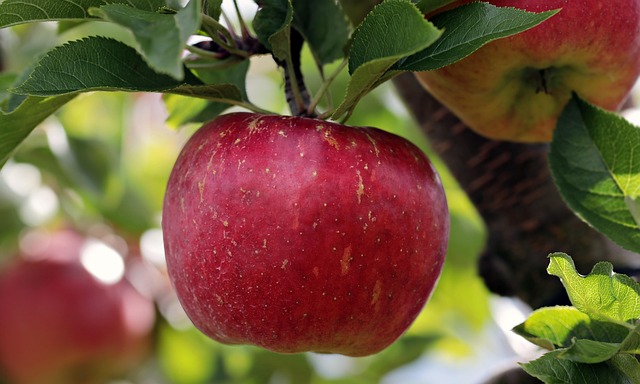 Garland TX Tree Management: Comprehensive Planning for Healthy Trees