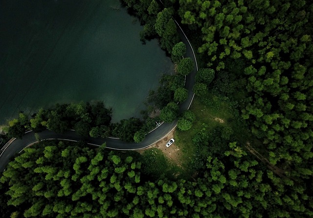 trees