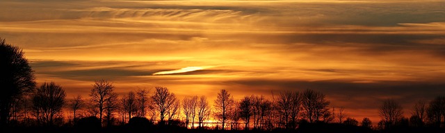 trees-640x480-13239419.jpeg