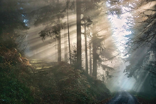 trees-640x480-13757299.jpeg
