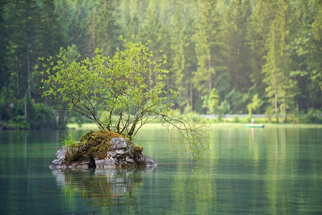 trees