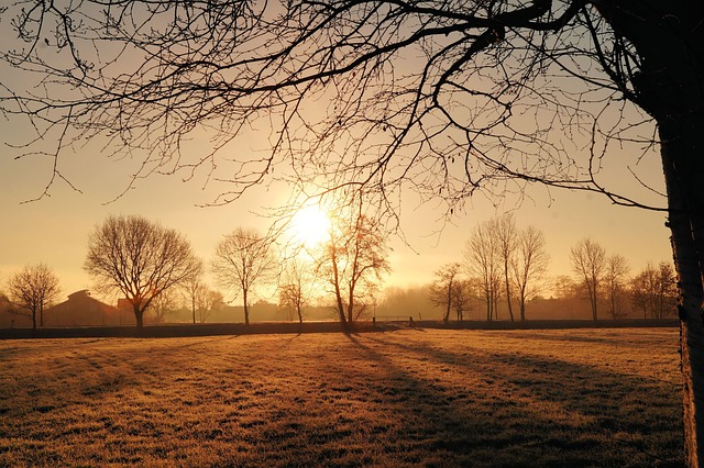 Garland TX Tree Maintenance: Specialized Care for Healthy Urban Forests
