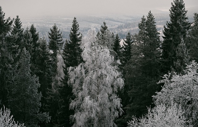 trees-640x480-1454870.jpeg