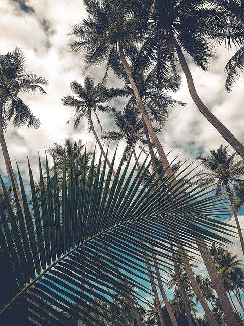 trees