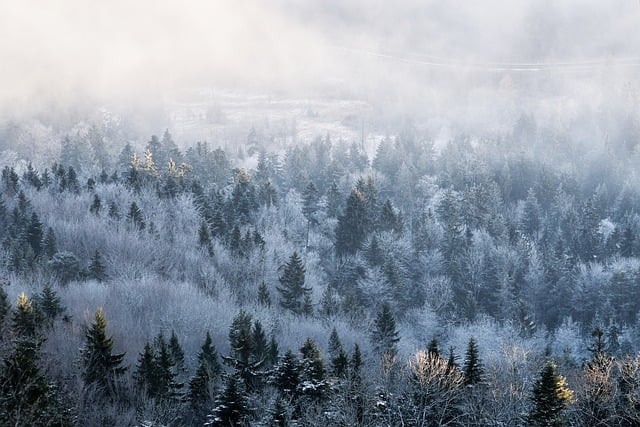 trees-640x480-15801218.jpeg