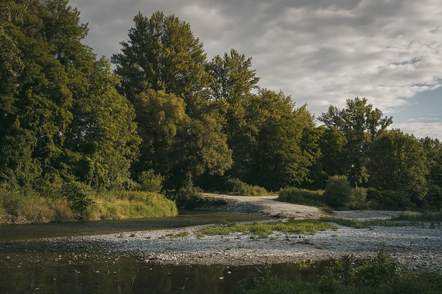 trees