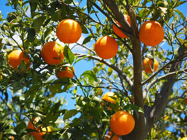trees-640x480-17598167.jpeg