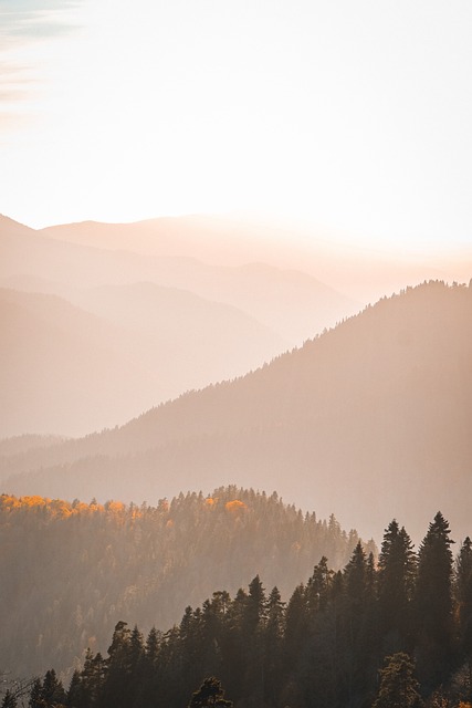 trees-640x480-17849381.jpeg