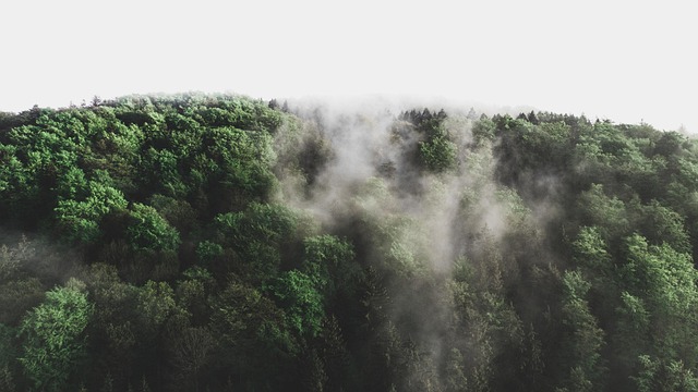 trees