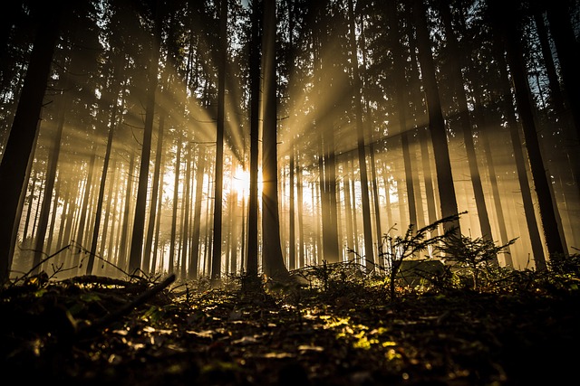 trees