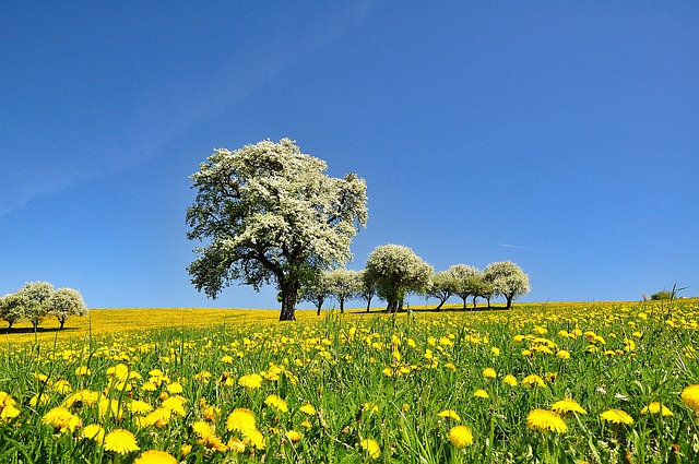 trees