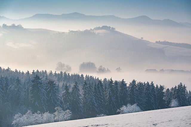 trees-640x480-19469967.jpeg