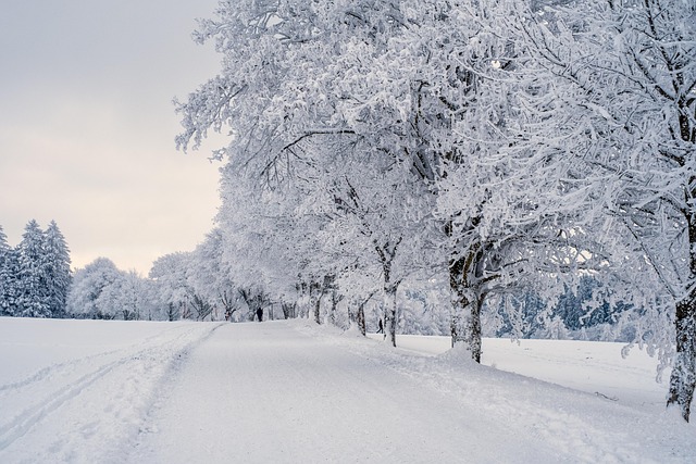 trees-640x480-19759718.jpeg