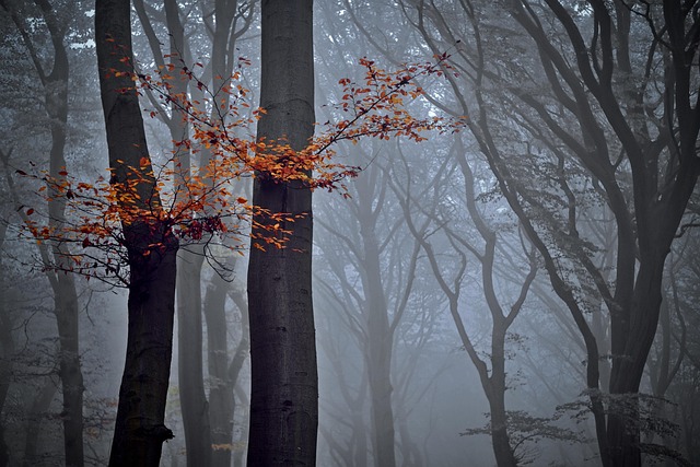 trees
