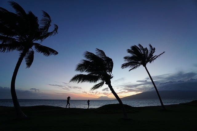 trees-640x480-21927607.jpeg