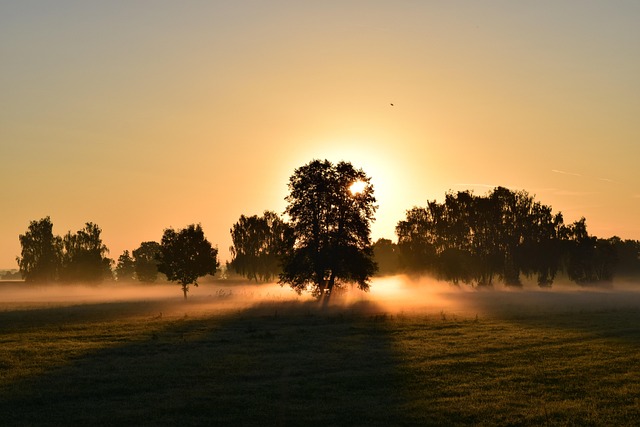 trees