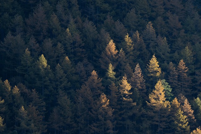 trees