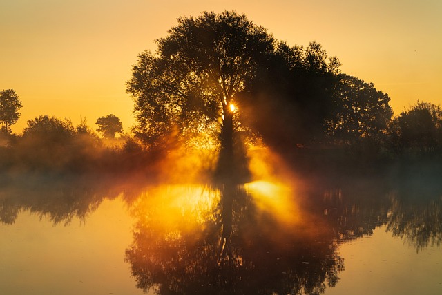 trees-640x480-22469951.jpeg