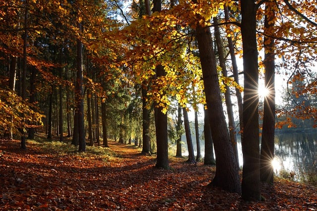 trees-640x480-23349717.jpeg