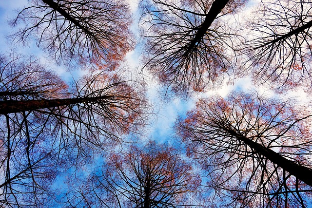 trees-640x480-24680511.jpeg