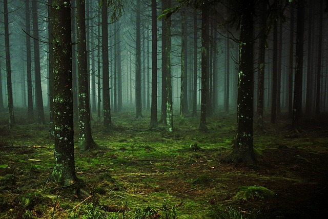 trees