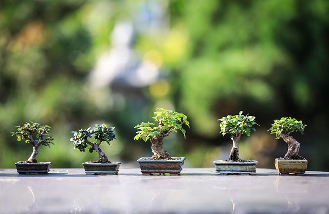 trees
