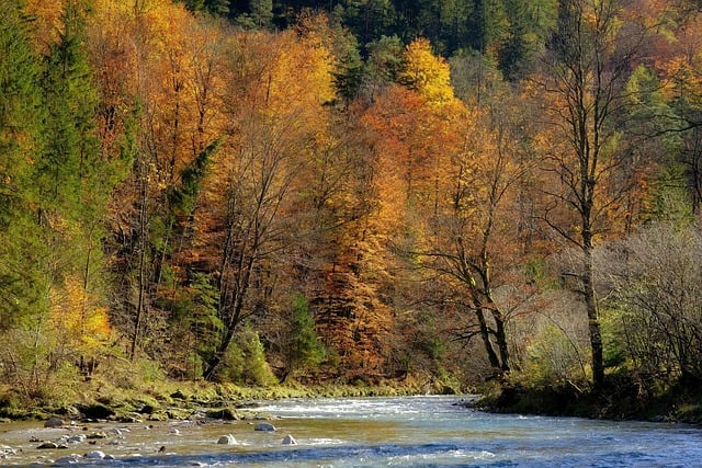 trees