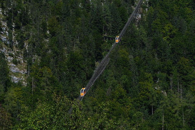 trees