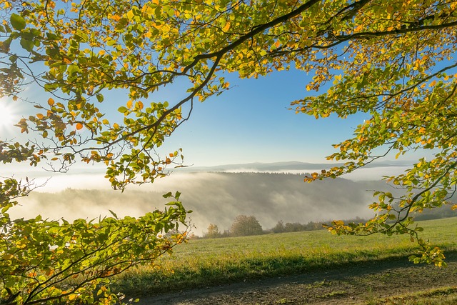 trees-640x480-26244992.jpeg