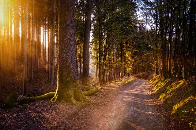 trees-640x480-26974605.jpeg