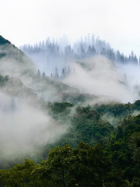 trees-640x480-28094936.jpeg