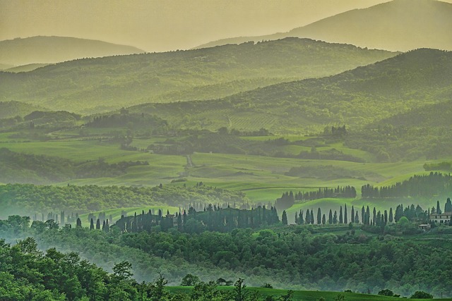 trees