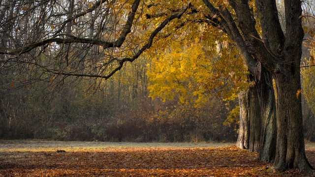 trees