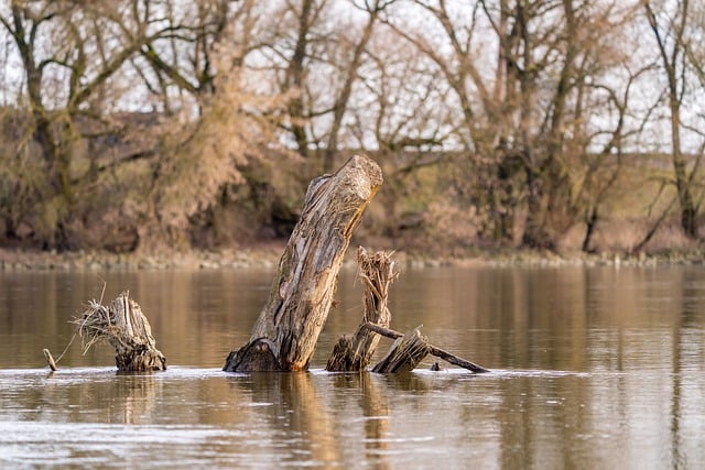 trees-640x480-31306465.jpeg