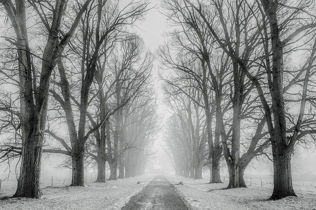 trees