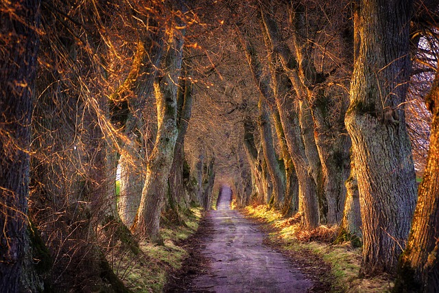 trees