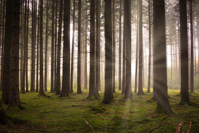 trees