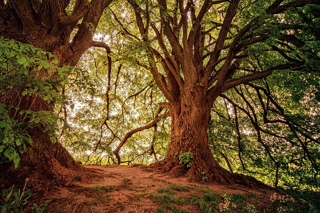 trees