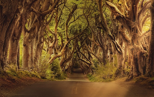 trees-640x480-32317593.jpeg